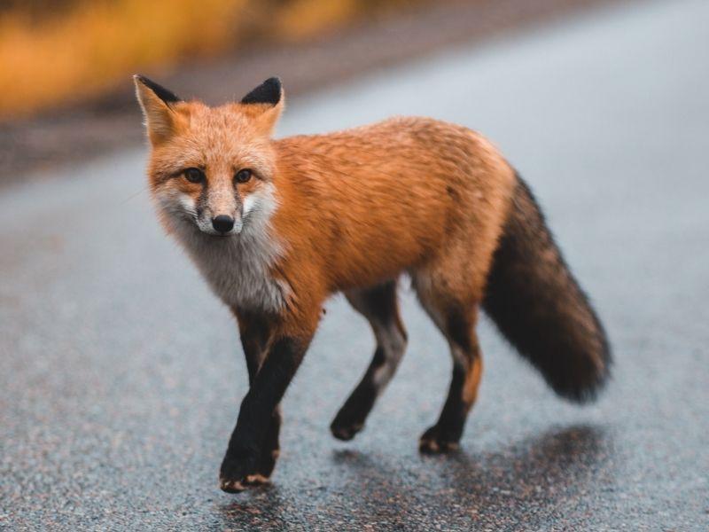 An Urban Fox on the road
