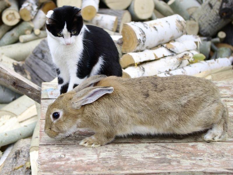 Cat watching a Rabbit