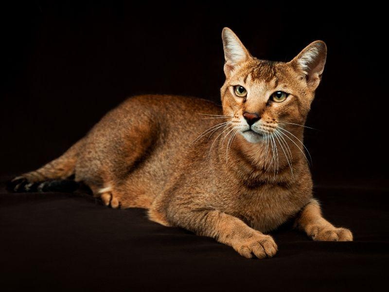 Chausie Abyssinian Breed