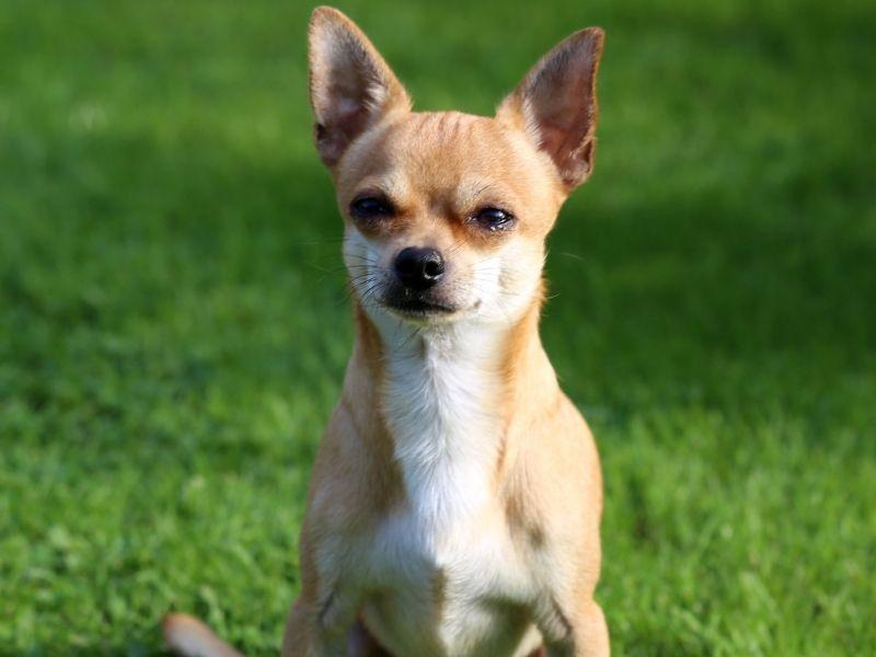 A Chihuahua on the grass