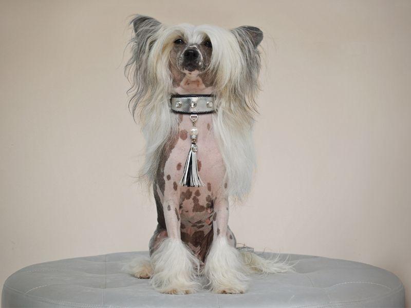 A Chinese Crested Dog