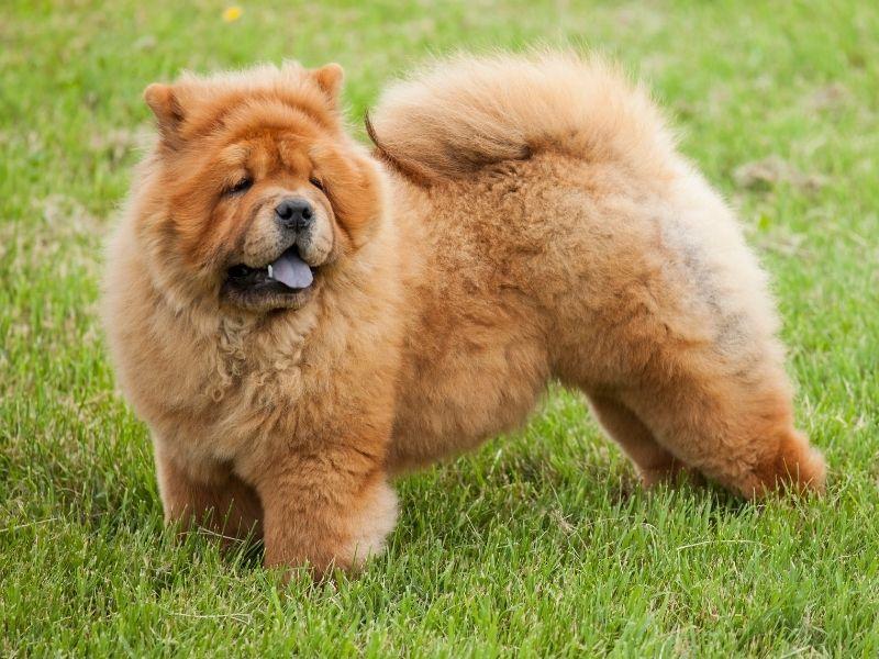 A Chinese Chow Chow Dog