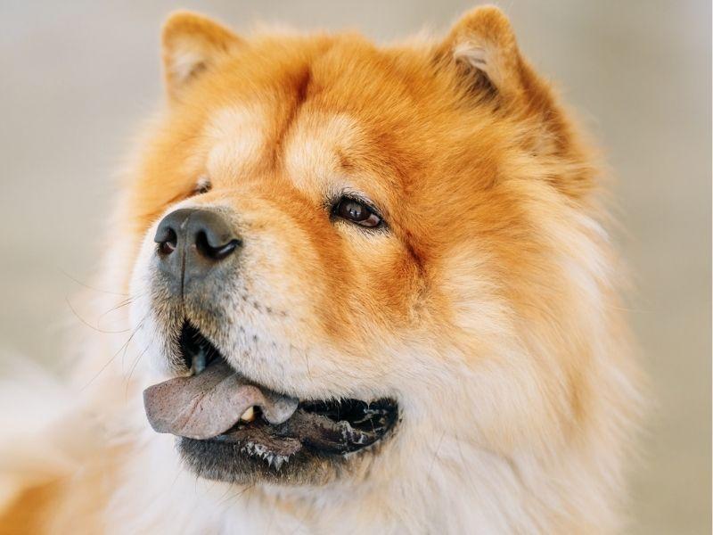 Chinese Chow Chow Head Shot