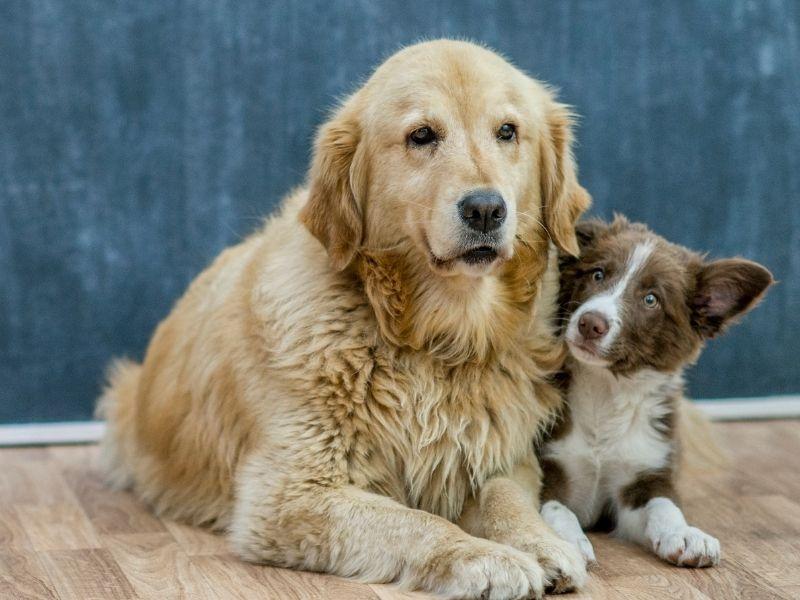 Golden Retriever and young Border Collie