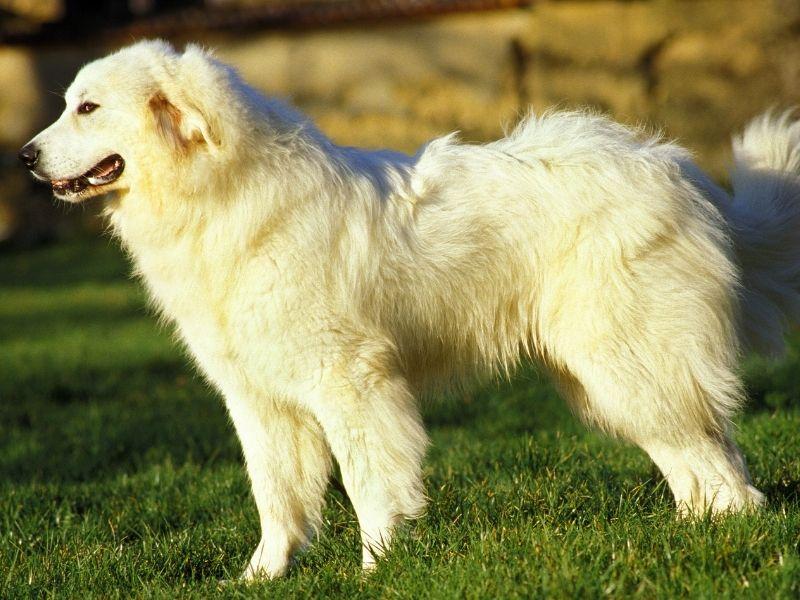 A Great Pyrenees Dog