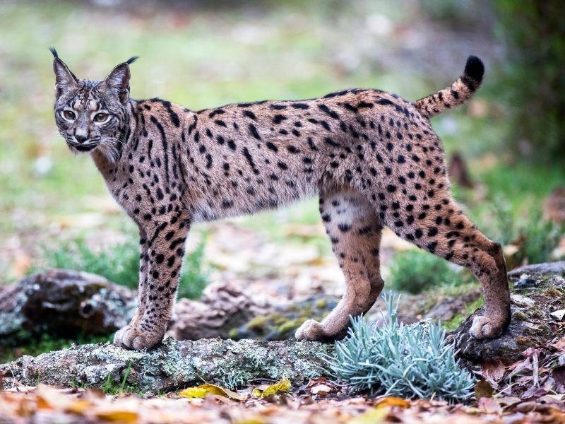 An Iberian Lynx Wildcat