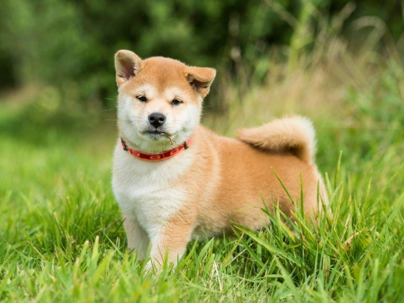 Shiba Inu Pup