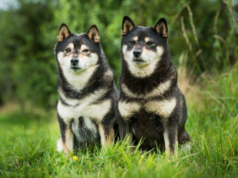 Shiba Inu Dogs