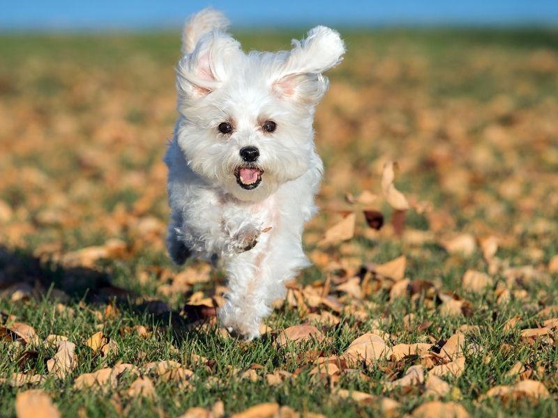 Maltese Dog running
