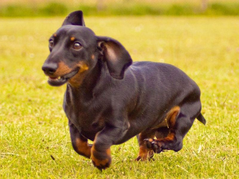 Miniature Smooth-Haired Dachshund