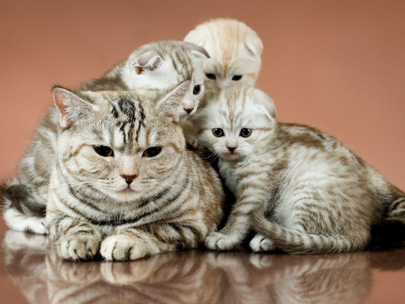 Scottish Fold Cat Mother and Kittens