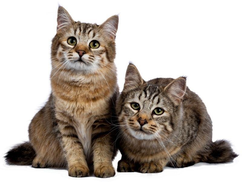 Pair of Pixie-Bob Cat Kittens