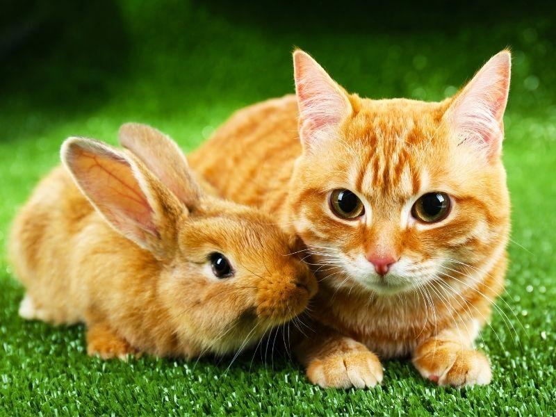 Rabbit and Cat Together