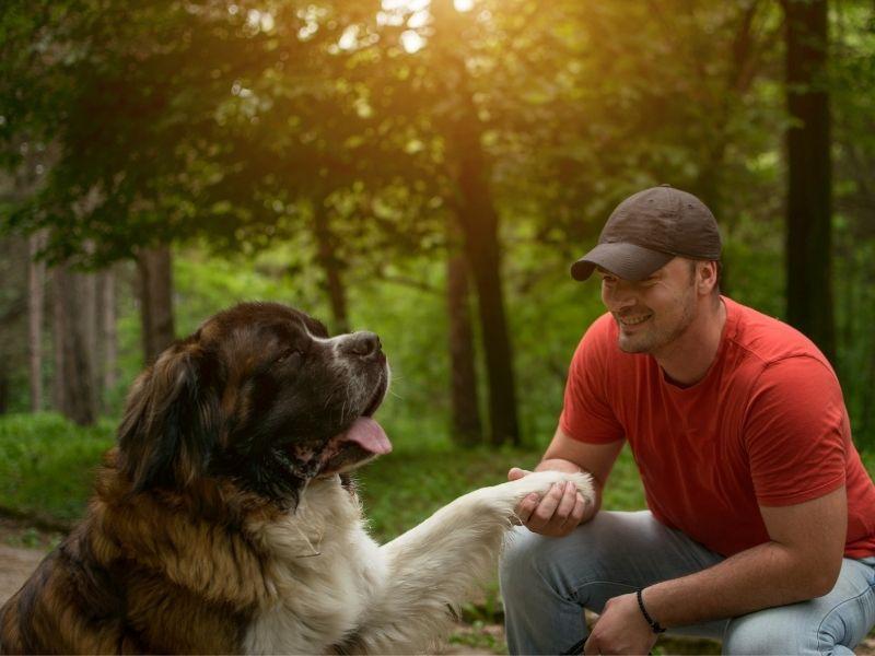 A Saint Bernard gives man a paw