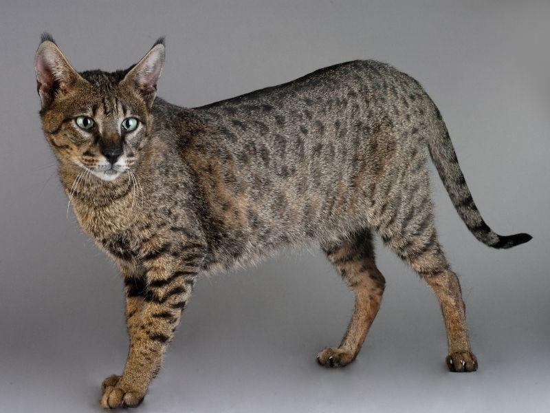 A Savannah Cat