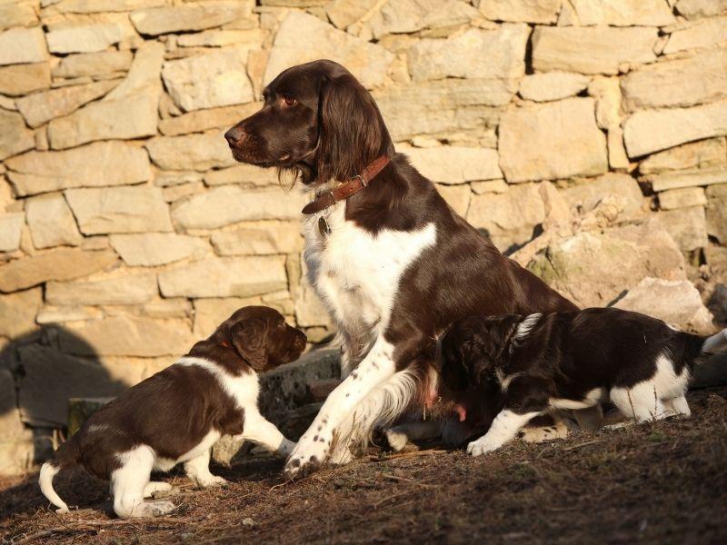 A Small Munsterlander with Pups