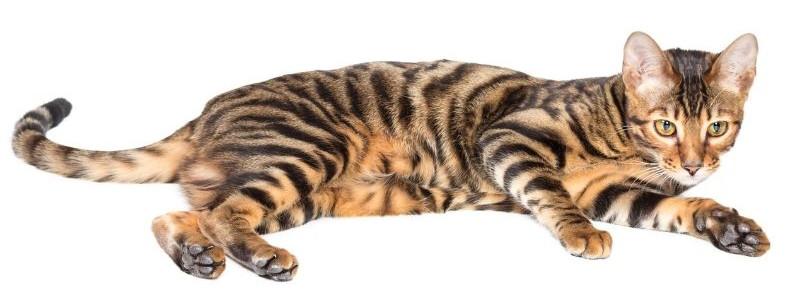 A Toyger Cat