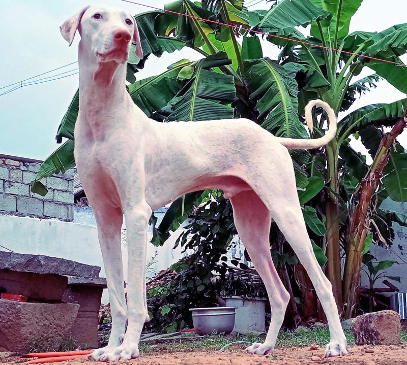 A Male Rajapalayam, Indian Ghost Hound