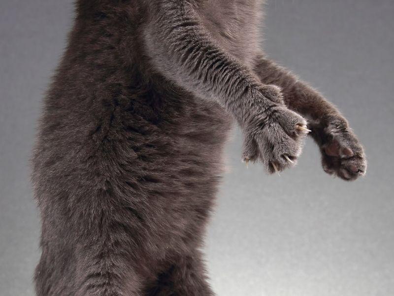 A Cat standing showing claws