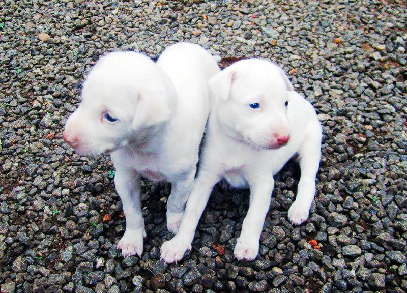 Rajapalayam Puppies