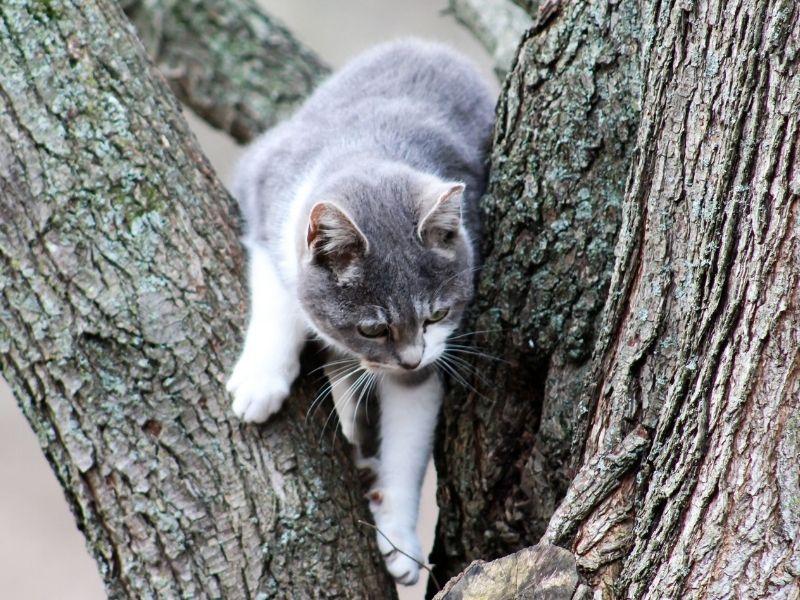 A Cat Will Climb a Tree to Escape a Dog