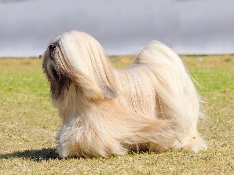A Lhasa Apso on grass