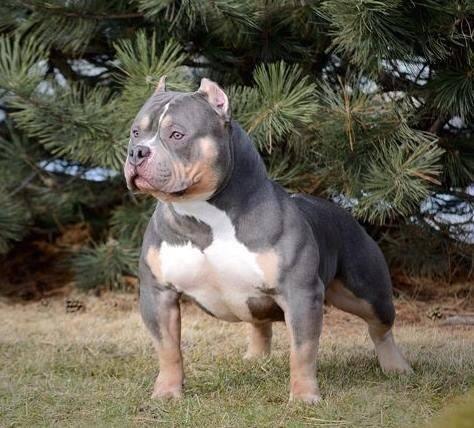 A Pocket American Bully standing on grass