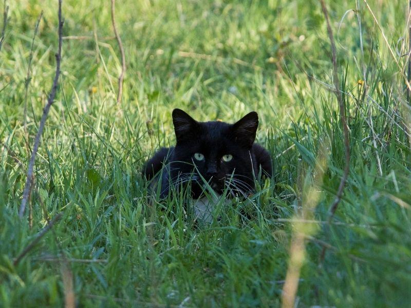 A Black Cat Stalking Prey