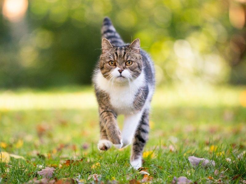 A British Shorthair Cat Running on Grass