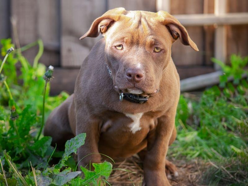 A Brown American Pocket Bully Pup