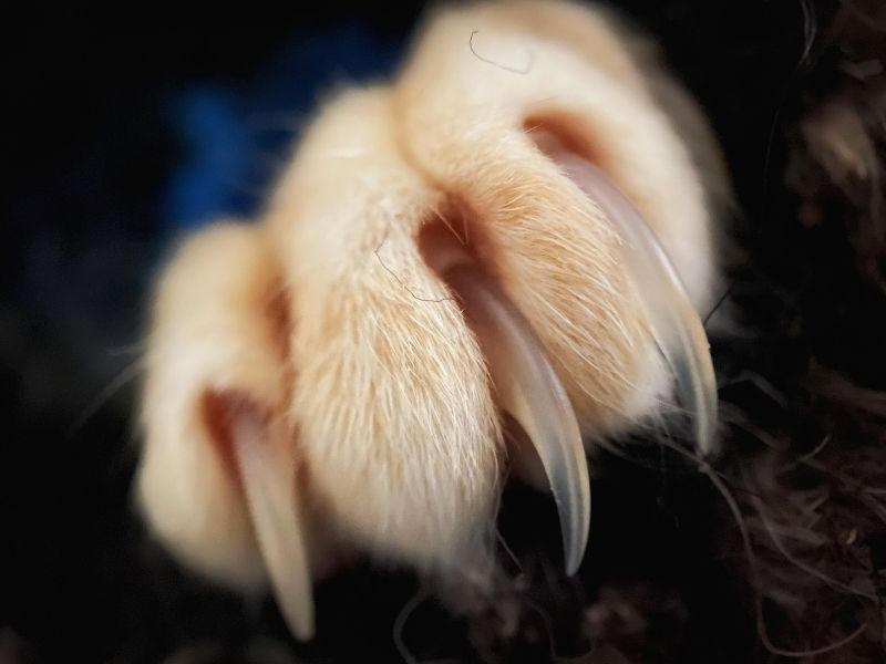 Cat paw showing claws