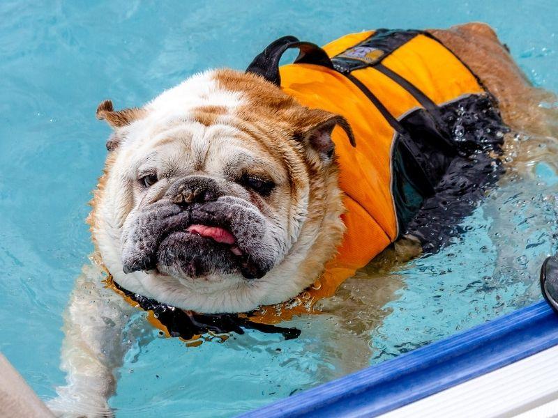 English Bulldog Swimming, Wearing a Canine Life-jacket