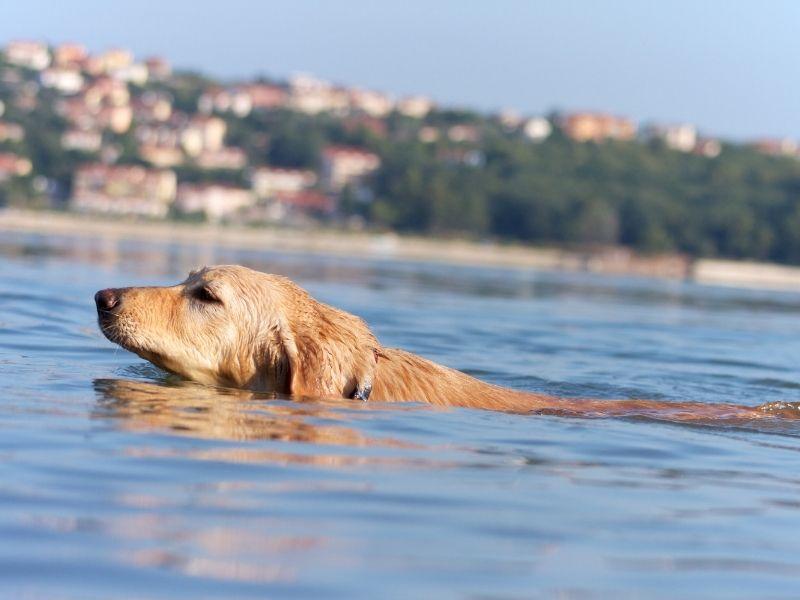 Enthusiastic dog Swimming in the Sea