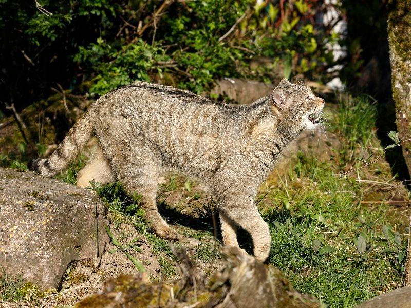 A European Wildcat