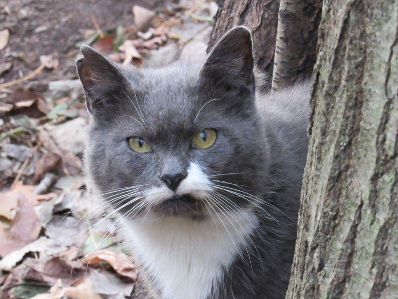 A Feral Cat in Woodland