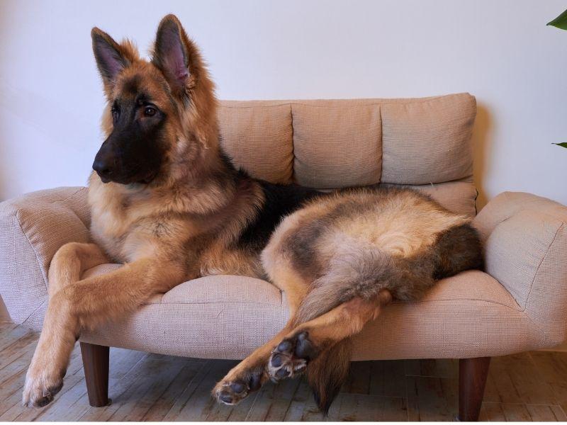 King German Shepherd lounging on a sofa