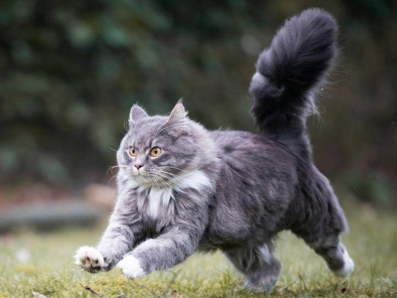 Maine Coon Cat with Fluffy Tail Running at Speed