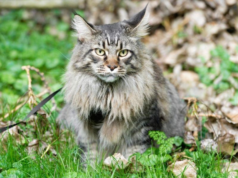 A Maine Coon Cat