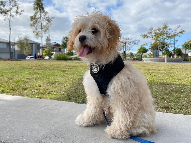 Playful Cavoodle Puppy wearing a harness
