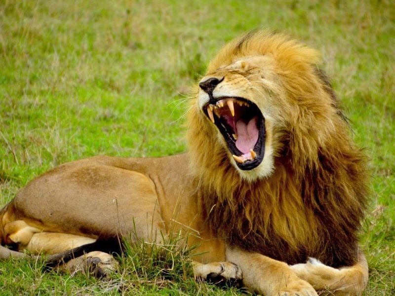 A Roaring Lion on the Grass