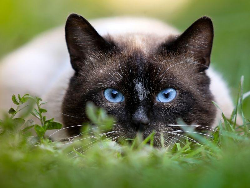 A Siamese Cat in the grass