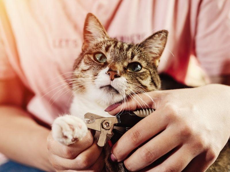 Owner Trimming a cat's claws