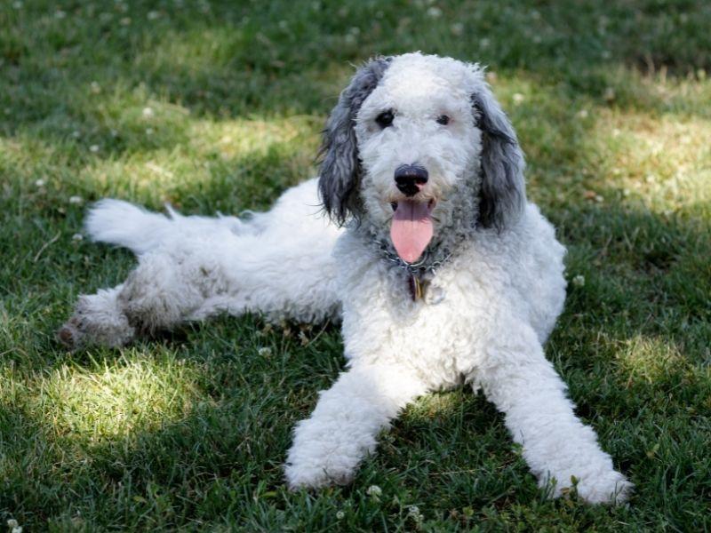 A Beautiful 11 Months Old Bernedoodle Dog