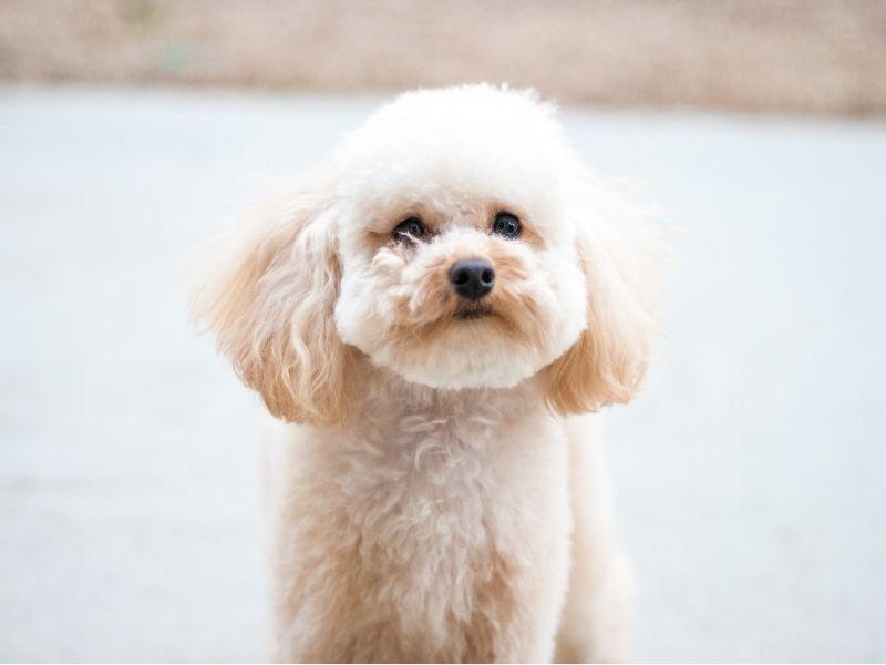 A Cute Toy Poodle Dog
