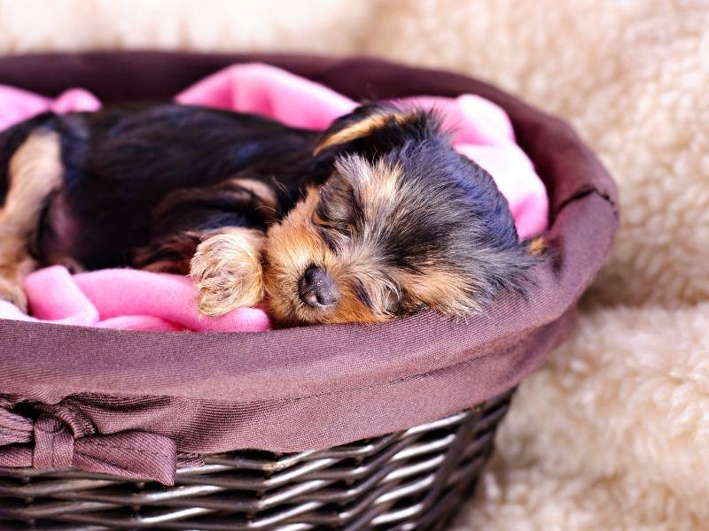 A Yorkshire Terrier Puppy Sleeping in a Basket