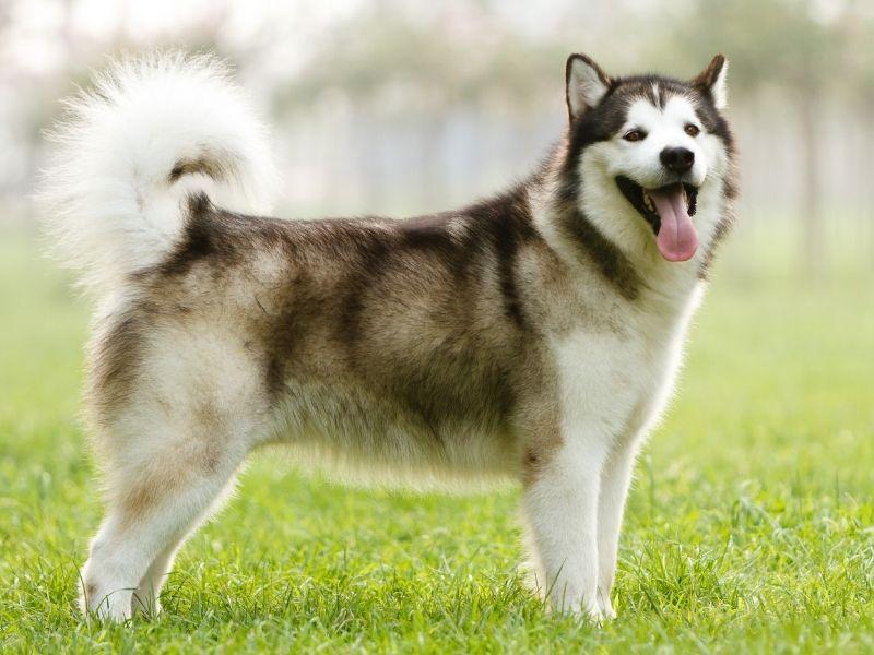 The Alaskan Malamute is a Very Active Dog Breed