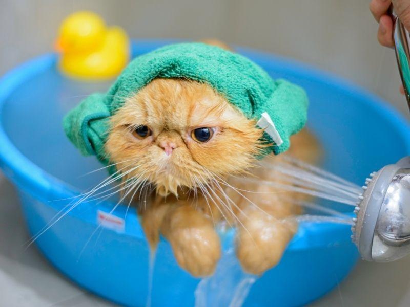 A Cat being bathed in a basin