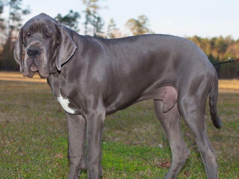 A Blue Great Dane Will Cost More to Feed Than a Small Dog!