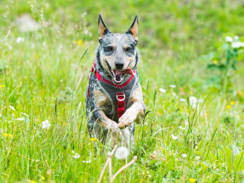 A Blue Heeler Dog Running Through a Field