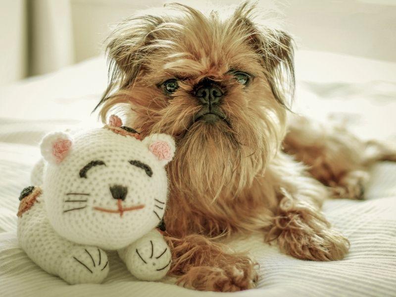 A Brussels Griffon on Bed with a Toy